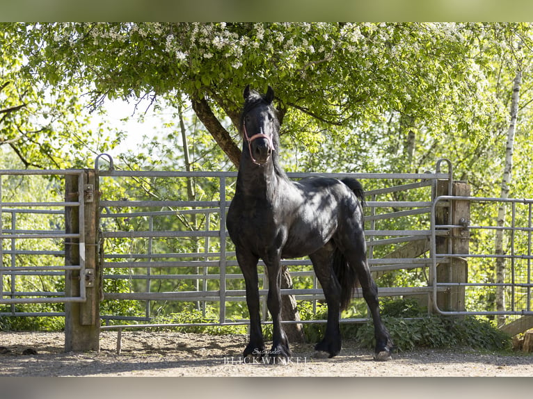 Frison Étalon 3 Ans Noir in Schöllnach