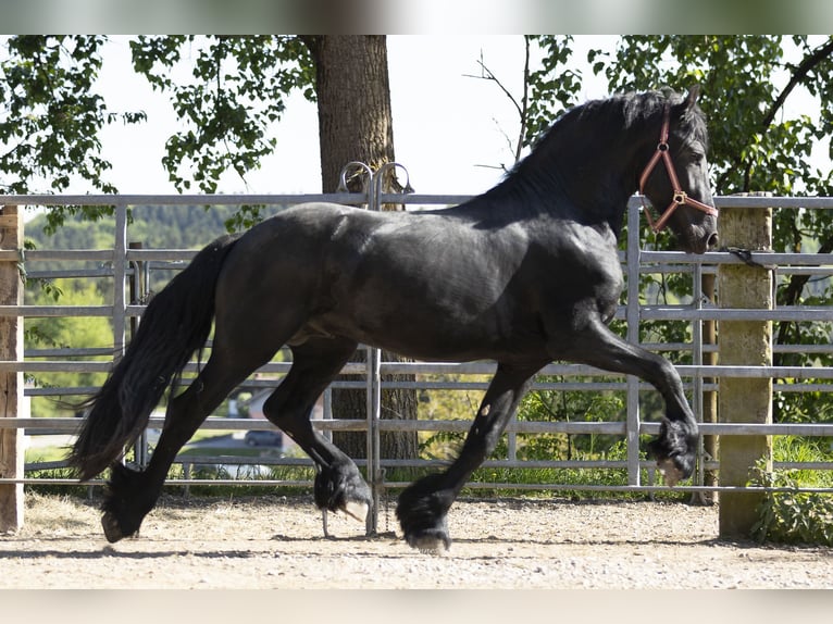 Frison Étalon 3 Ans Noir in Schöllnach