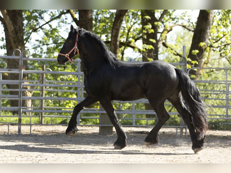 Frison Étalon 3 Ans Noir in Schöllnach