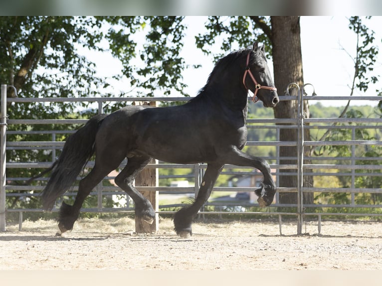 Frison Étalon 3 Ans Noir in Schöllnach