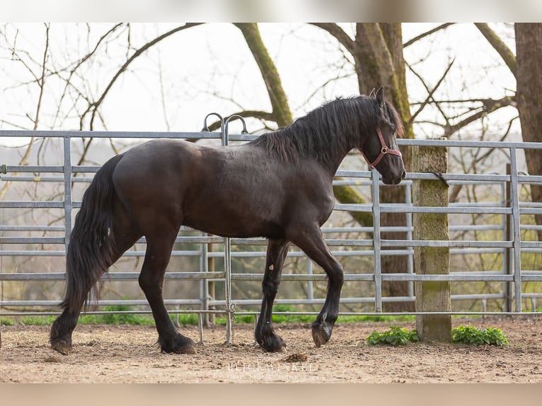 Frison Étalon 3 Ans Noir in Sch&#xF6;llnach