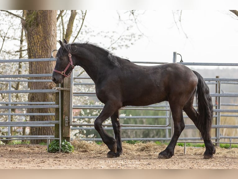 Frison Étalon 3 Ans Noir in Sch&#xF6;llnach