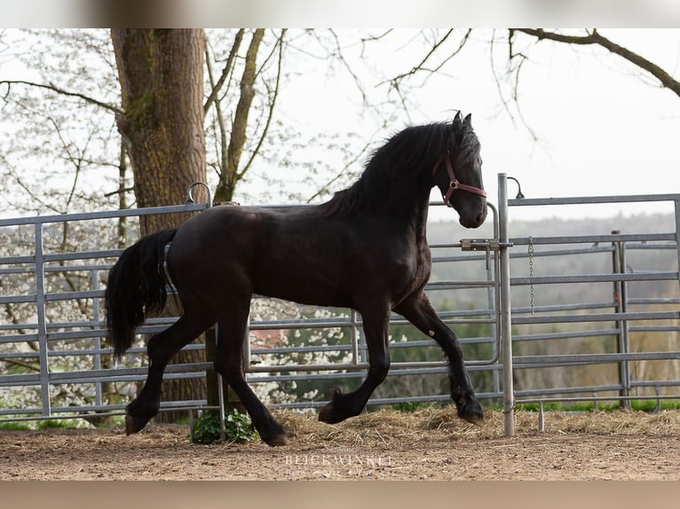 Frison Étalon 3 Ans Noir in Sch&#xF6;llnach