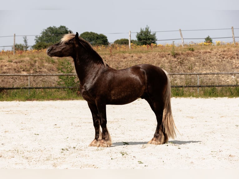 Frison Étalon 4 Ans 160 cm Alezan brûlé in GUERLEDAN