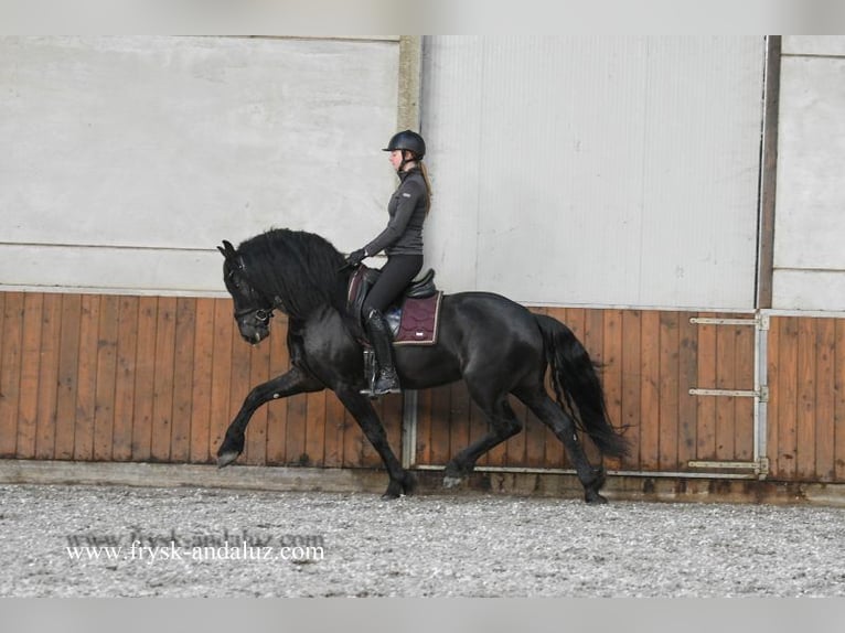 Frison Étalon 4 Ans 162 cm Noir in Mijnsheerenland
