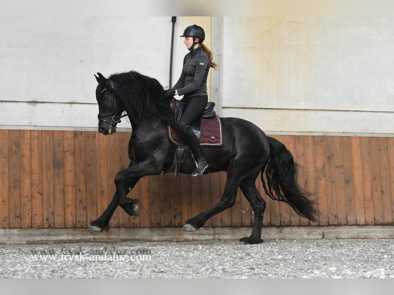 Frison Étalon 4 Ans 162 cm Noir in Mijnsheerenland