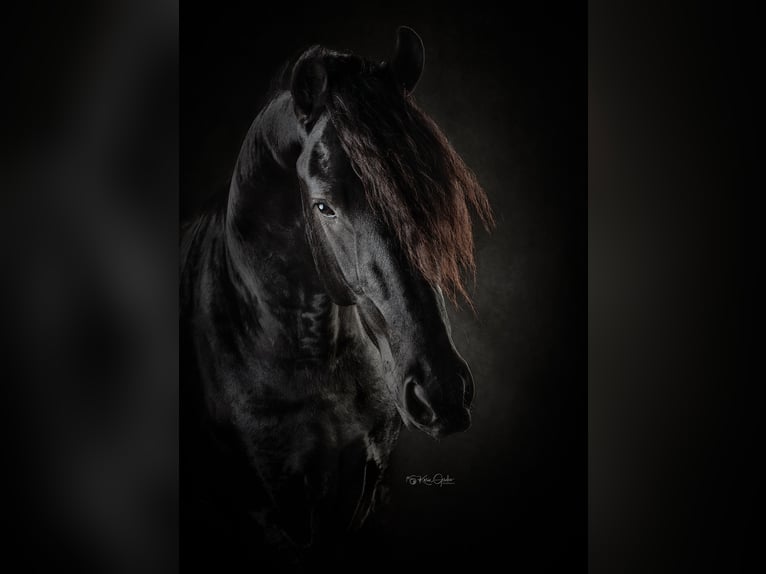 Frison Étalon 4 Ans 163 cm Noir in Ternaard