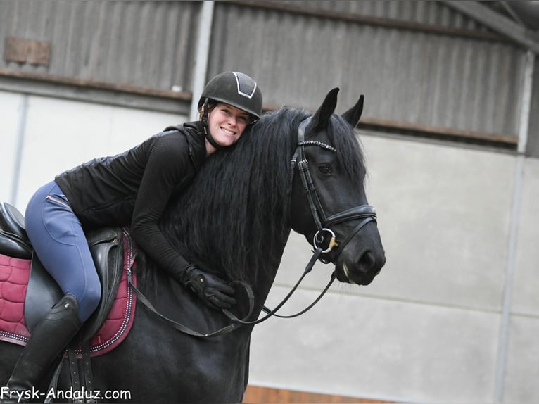 Frison Étalon 4 Ans 163 cm Noir in Mijnsheerenland