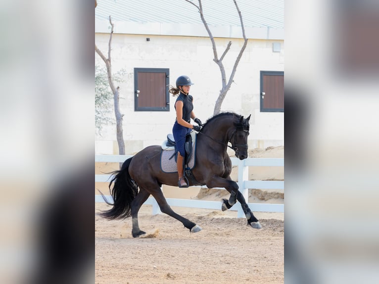Frison Étalon 4 Ans 165 cm Noir in Dubai