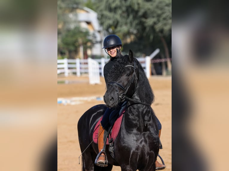 Frison Étalon 4 Ans 165 cm Noir in Dubai