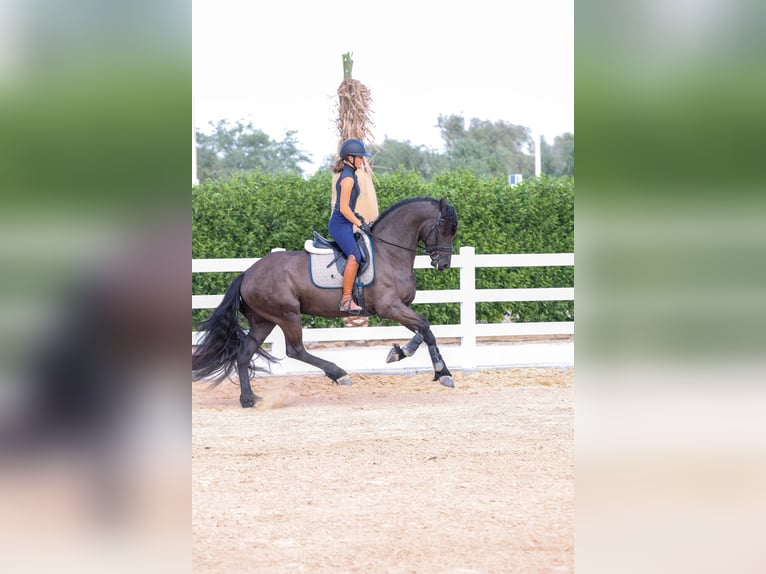 Frison Étalon 4 Ans 165 cm Noir in Dubai