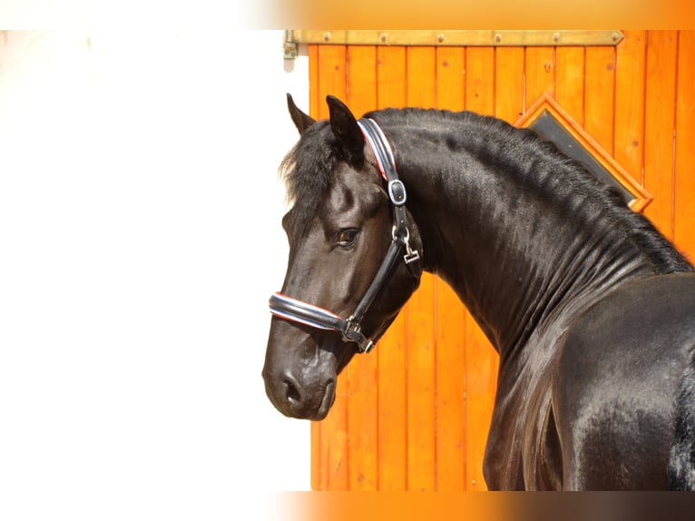 Frison Étalon 4 Ans 166 cm Noir in Ochtendung