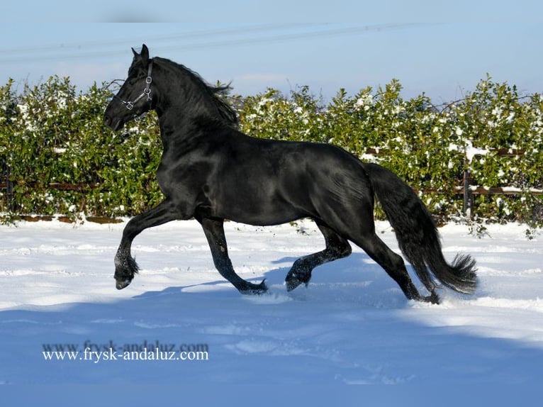 Frison Étalon 4 Ans 166 cm Noir in Mijnsheerenland