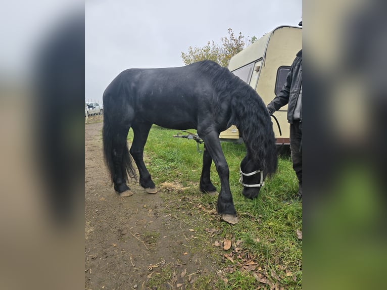 Frison Étalon 4 Ans 167 cm Noir in Kevelaer