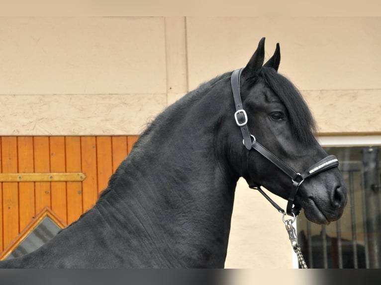 Frison Étalon 4 Ans 167 cm Noir in Ochtendung