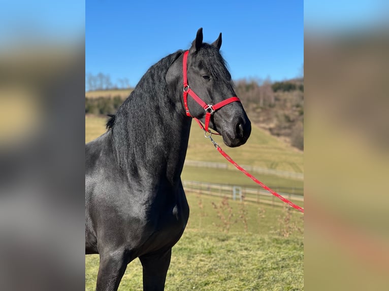 Frison Étalon 4 Ans 167 cm Noir in MeinerzhagenMeinerzhagen
