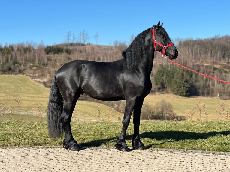 Frison Étalon 4 Ans 167 cm Noir in MeinerzhagenMeinerzhagen