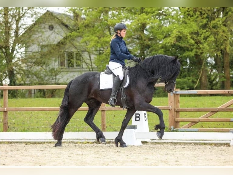Frison Étalon 4 Ans 168 cm Noir in Fritz-Reuter-Straße
