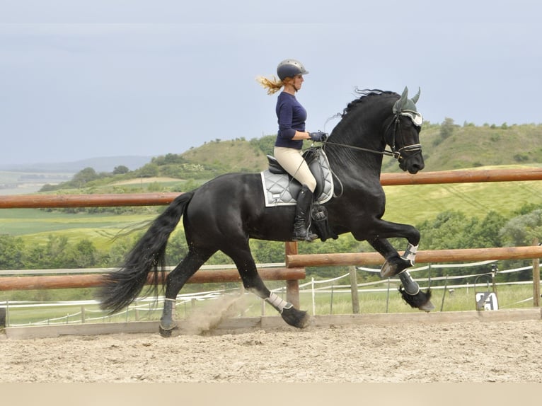 Frison Étalon 4 Ans 168 cm Noir in Ochtendung