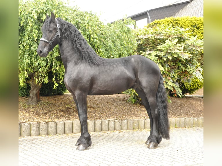 Frison Étalon 4 Ans 168 cm Noir in Ochtendung