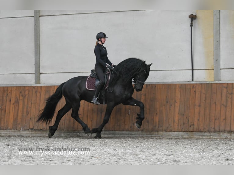 Frison Étalon 4 Ans 170 cm Noir in Mijnsheerenland