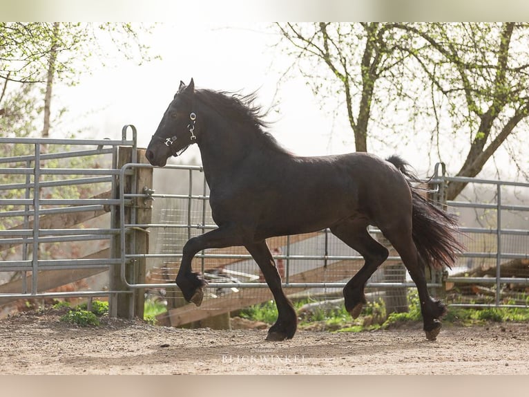 Frison Étalon 4 Ans Noir in Schöllnach