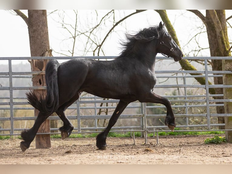 Frison Étalon 4 Ans Noir in Schöllnach