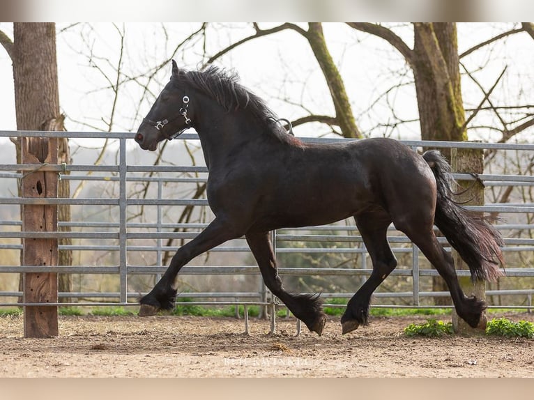 Frison Étalon 4 Ans Noir in Schöllnach