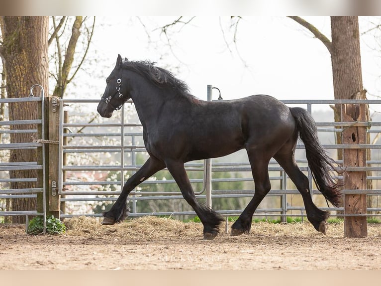 Frison Étalon 4 Ans Noir in Schöllnach