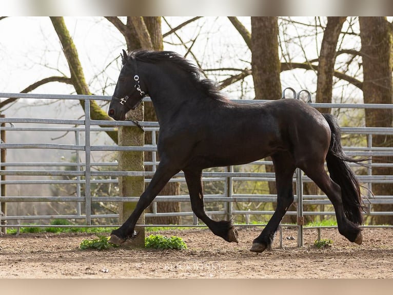 Frison Étalon 4 Ans Noir in Schöllnach