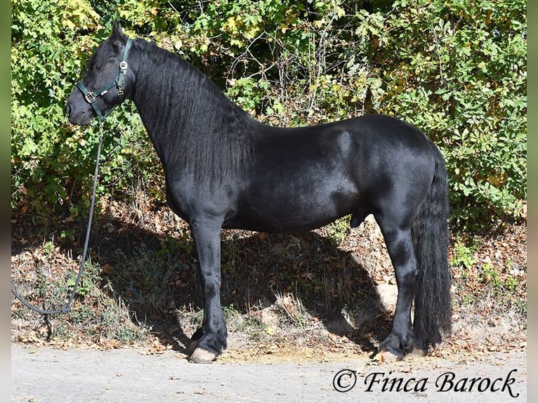 Frison Étalon 5 Ans 158 cm Noir in Wiebelsheim