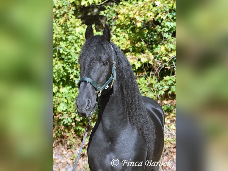 Frison Étalon 5 Ans 158 cm Noir in Wiebelsheim
