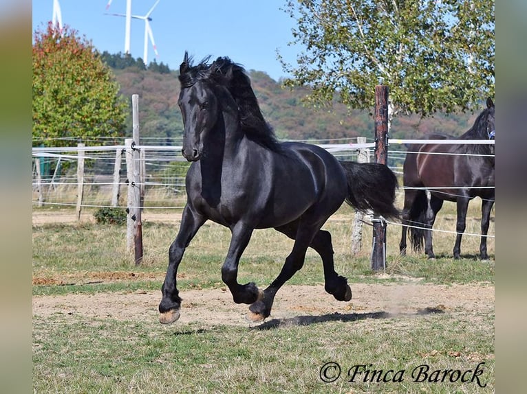 Frison Étalon 5 Ans 158 cm Noir in Wiebelsheim