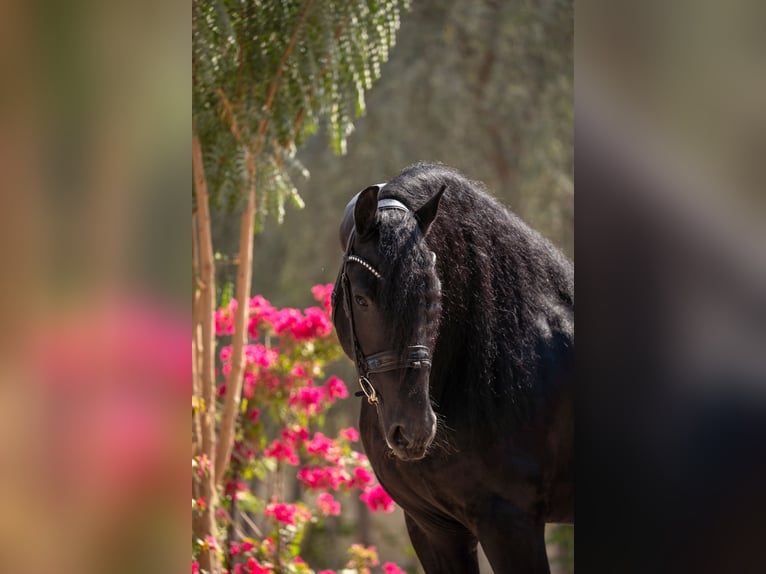 Frison Étalon 5 Ans 162 cm Noir in Dubai