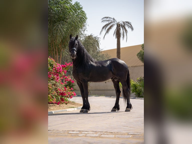 Frison Étalon 5 Ans 162 cm Noir in Dubai