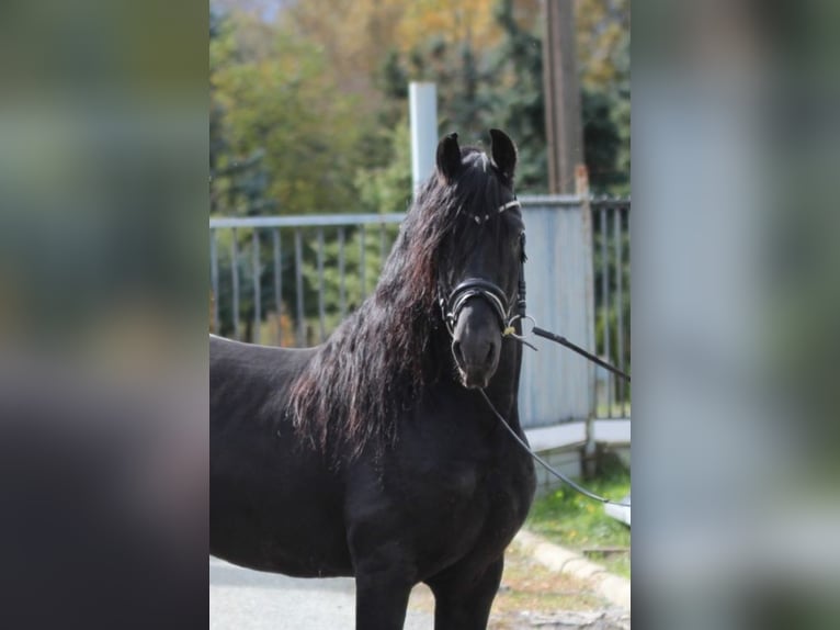 Frison Étalon 5 Ans 162 cm Noir in Rechnitz