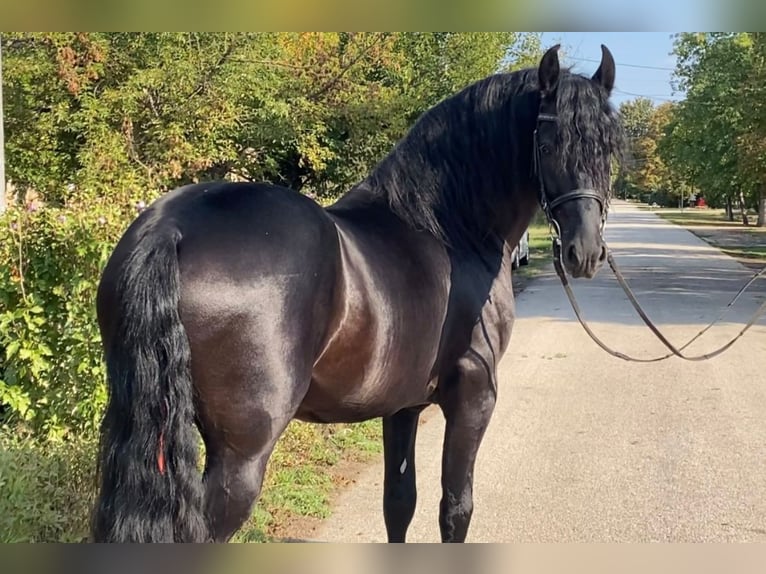 Frison Étalon 5 Ans 162 cm Noir in Rechnitz