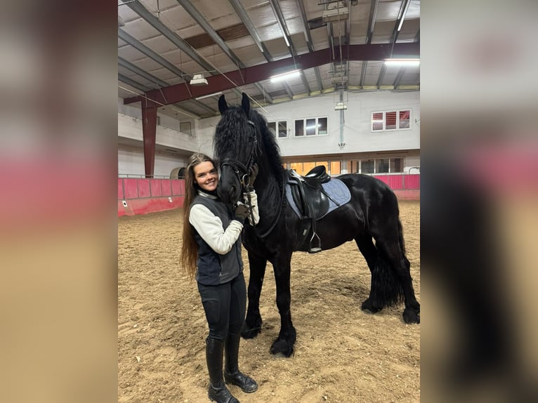 Frison Étalon 5 Ans 163 cm Noir in Bösingen Herrenzimmern