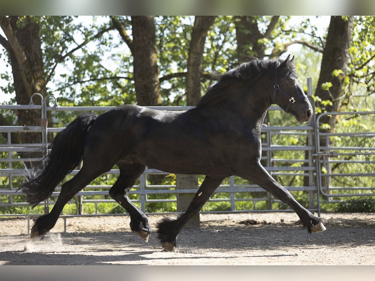 Frison Étalon 5 Ans 163 cm Noir in Schöllnach