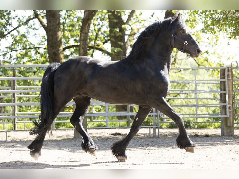 Frison Étalon 5 Ans 163 cm Noir in Schöllnach