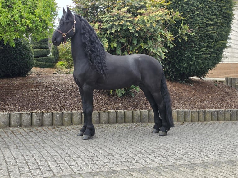 Frison Étalon 5 Ans 163 cm Noir in Ochtendung