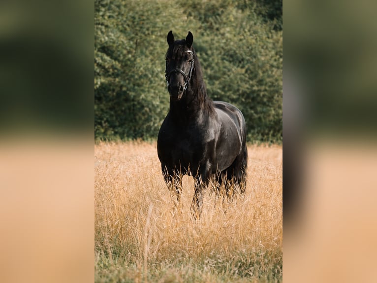 Frison Étalon 5 Ans 165 cm Noir in Buxtehude
