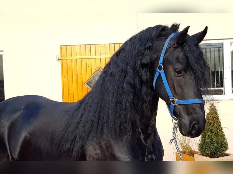 Frison Étalon 5 Ans 165 cm Noir in Ochtendung