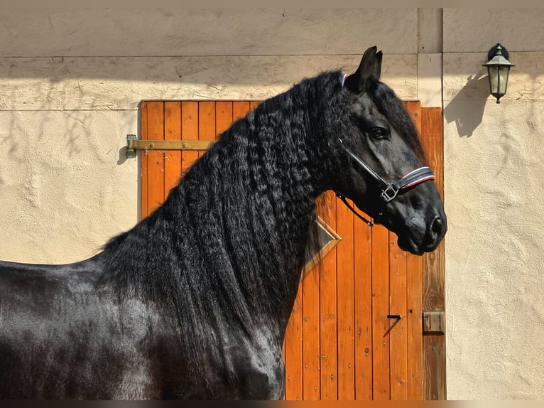 Frison Étalon 5 Ans 165 cm Noir in Ochtendung