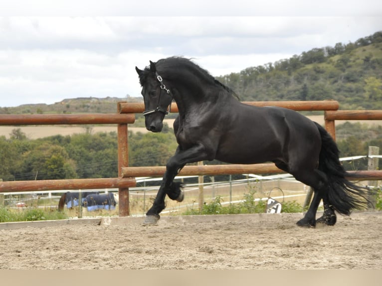 Frison Étalon 5 Ans 165 cm Noir in Ochtendung