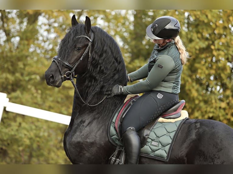 Frison Étalon 5 Ans 167 cm Noir in Britswert