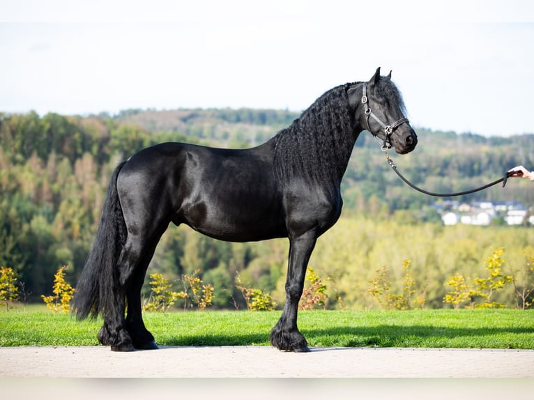 Frison Étalon 5 Ans 167 cm Noir in Meinerzhagen