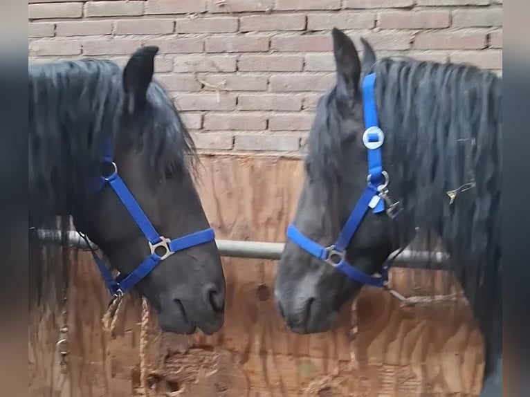 Frison Étalon 5 Ans 168 cm  in Oosterzee