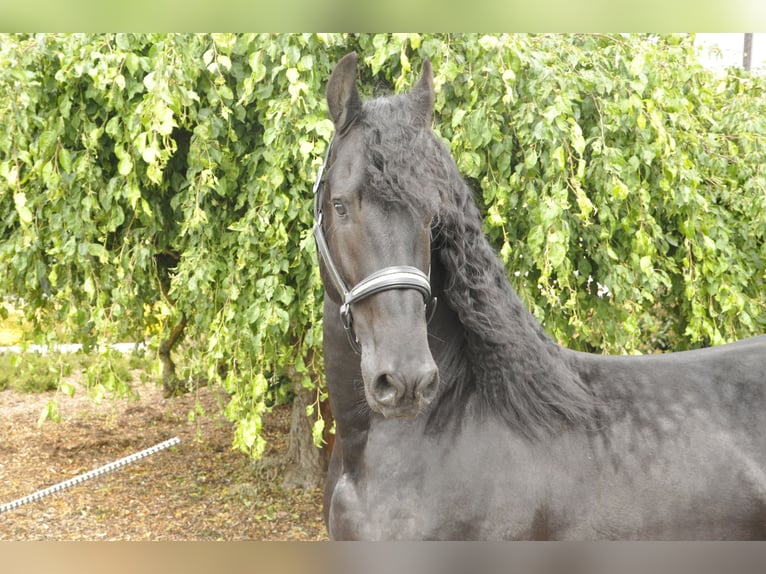 Frison Étalon 5 Ans 168 cm Noir in Ochtendung