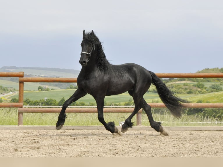 Frison Étalon 5 Ans 168 cm Noir in Ochtendung
